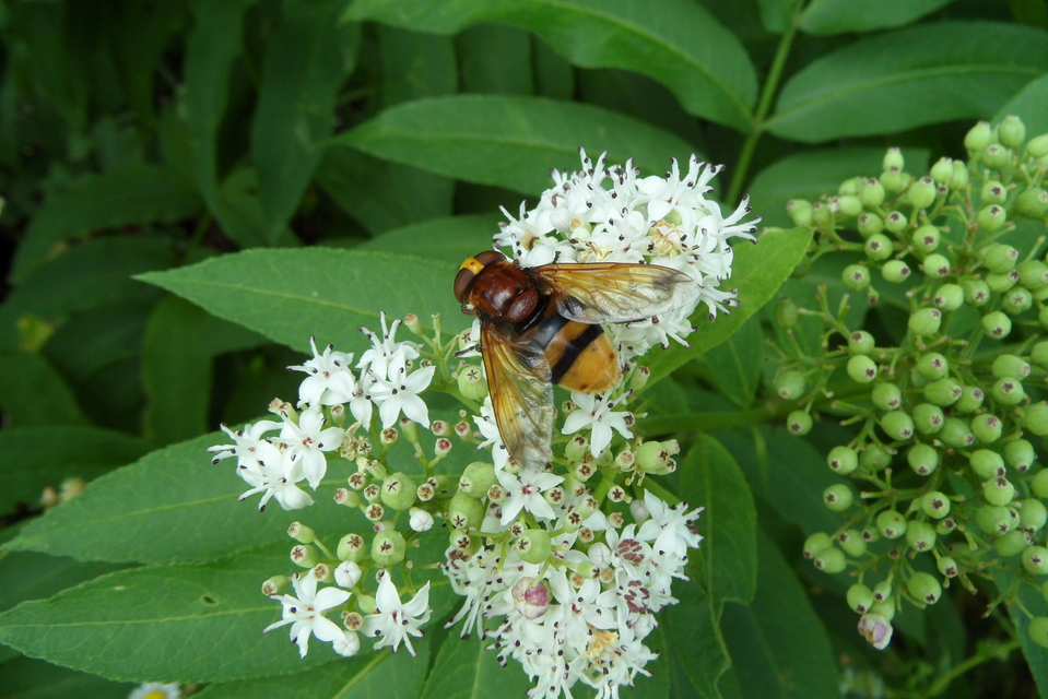 Volucella zonaria - kétöves pihelégy