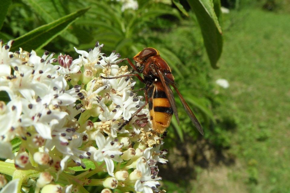 Volucella zonaria - kétöves pihelégy