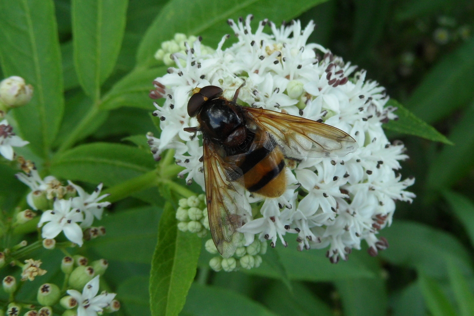Volucella zonaria - kétöves pihelégy