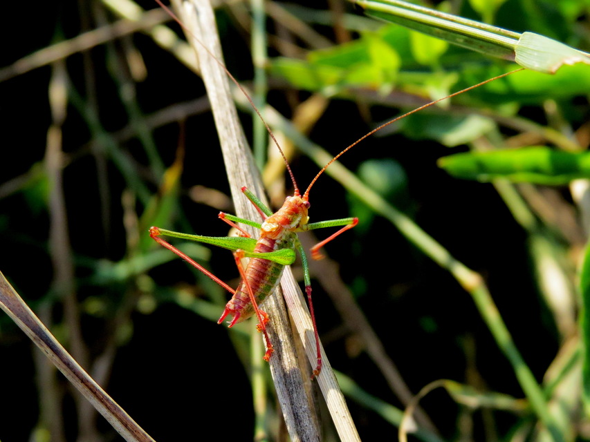 Leptophyes albovittata - közönséges virágszöcske