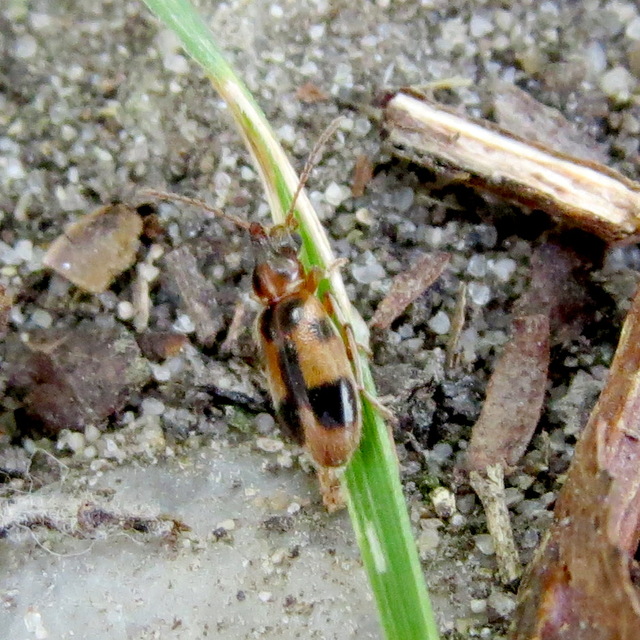 Notoxus monoceros - sárgahasú nyakszarvúbogár