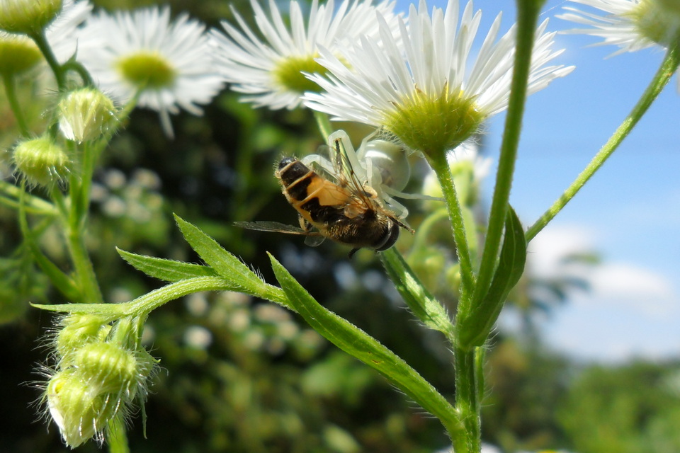Misumena vatia - viráglakó karolópók