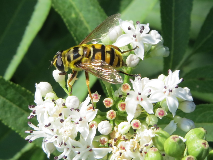 Myathropa florea - halálfejes odúlégy
