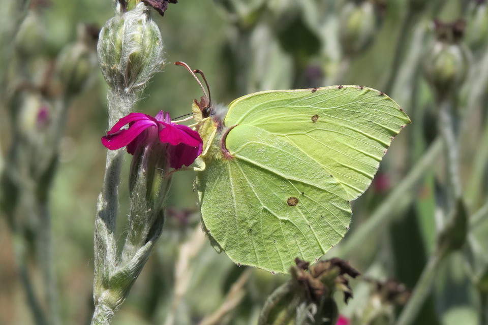 Gonepteryx rhamni - citromlepke