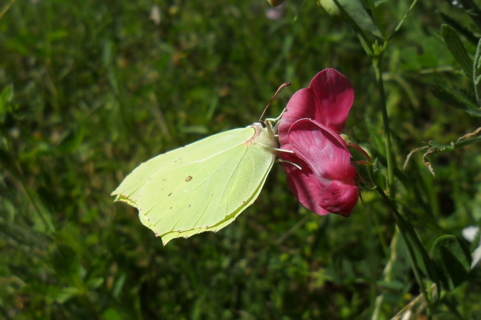 Gonepteryx rhamni - citromlepke