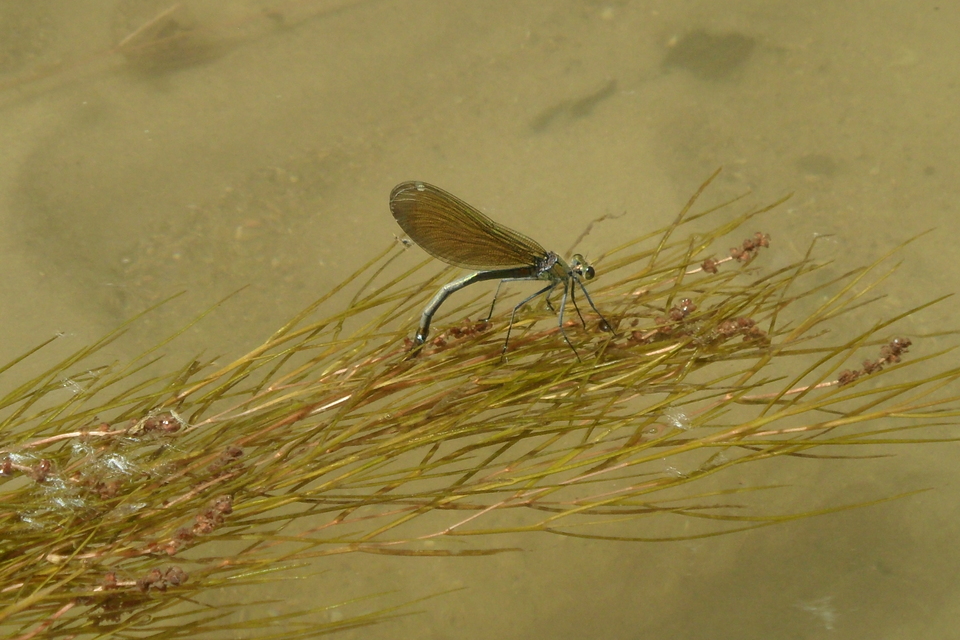 Calopteryx splendens - sávos szitakötő