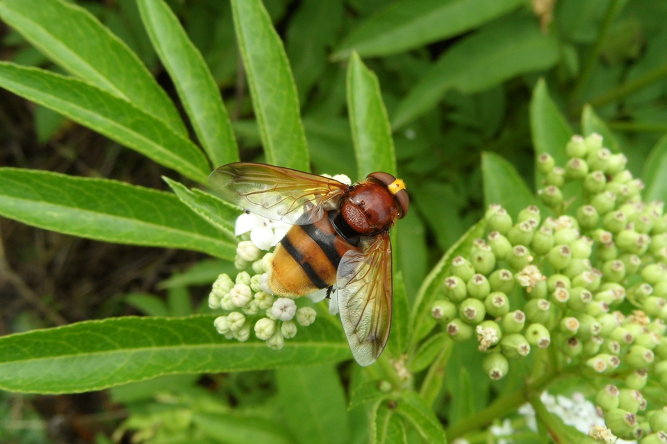 Volucella zonaria - kétöves pihelégy