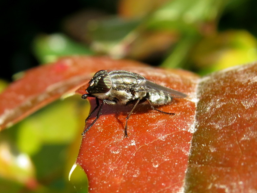 Stomorhina lunata - sáskaparazita légy