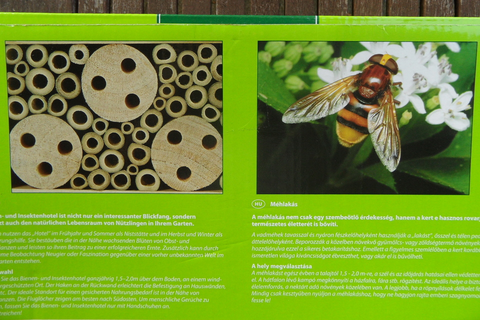 Volucella zonaria - kétöves pihelégy
