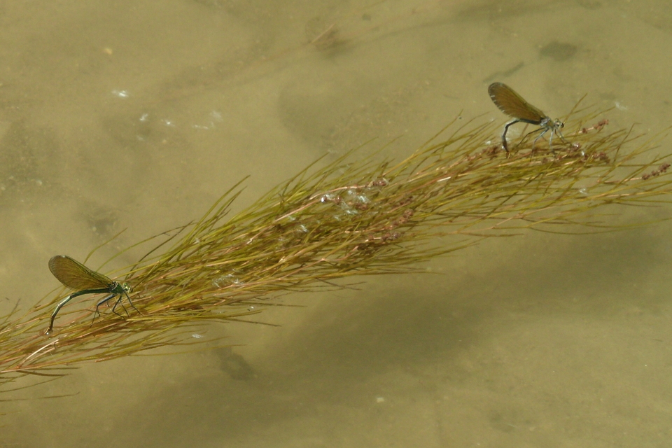 Calopteryx splendens - sávos szitakötő