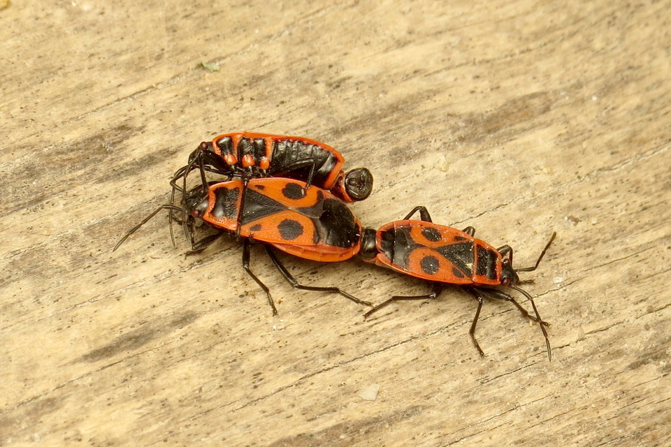 Pyrrhocoris apterus - verőköltő poloska