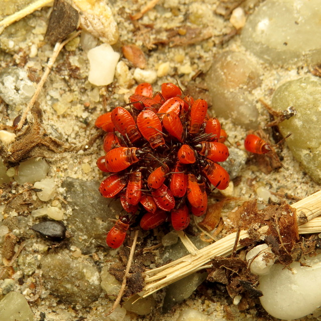 Pyrrhocoris apterus - verőköltő poloska
