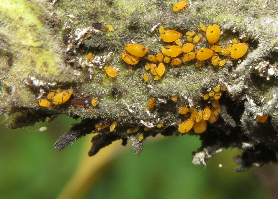 Aphis nerii - oleander-levéltetű
