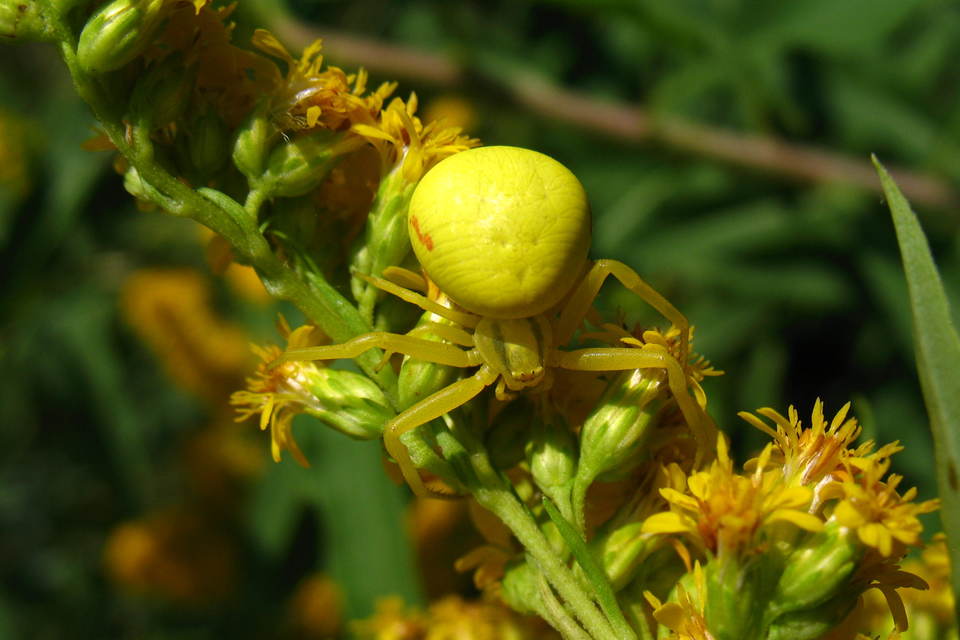 Misumena vatia - viráglakó karolópók