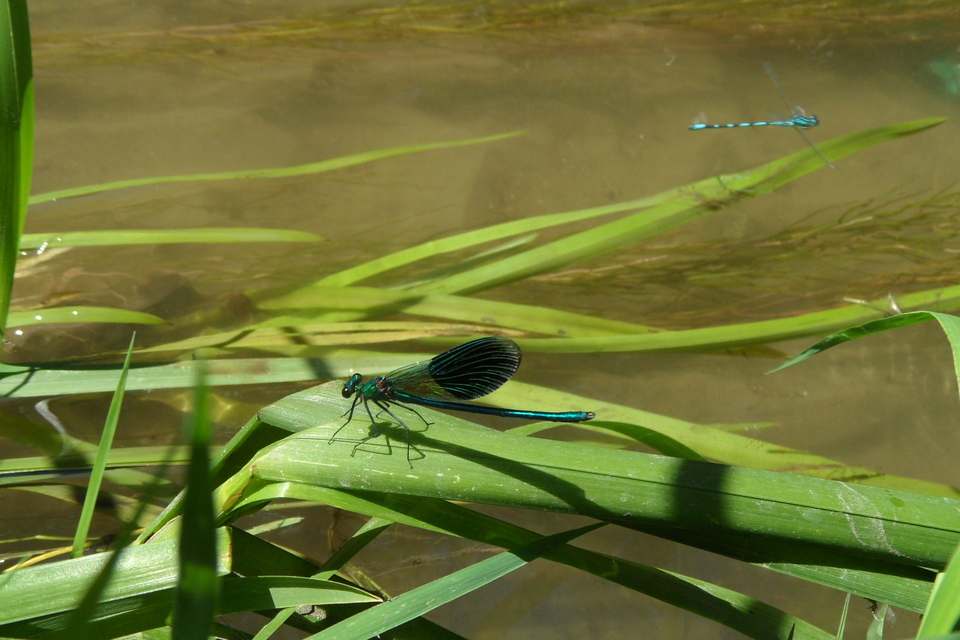 Calopteryx splendens - sávos szitakötő