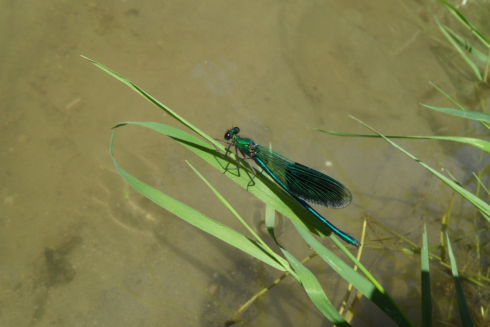 Calopteryx splendens - sávos szitakötő