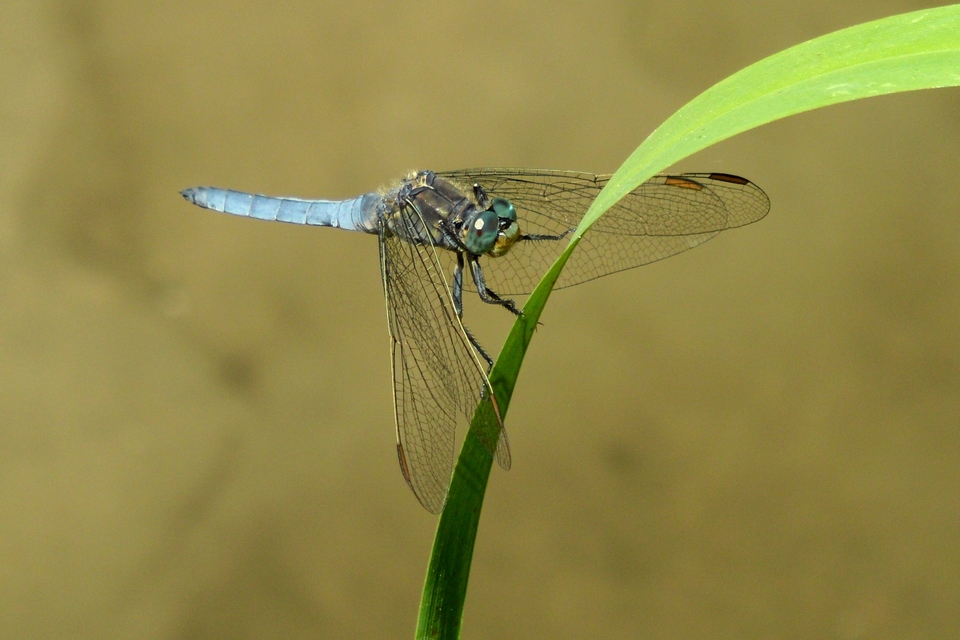 Orthetrum coerulescens - karcsú pásztorszitakötő