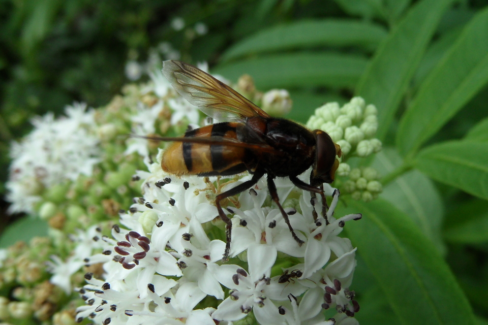 Volucella zonaria - kétöves pihelégy