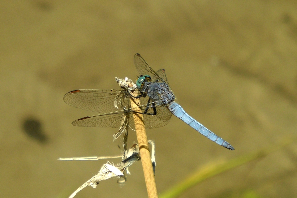 Orthetrum coerulescens - karcsú pásztorszitakötő