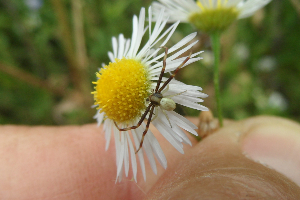Misumena vatia - viráglakó karolópók