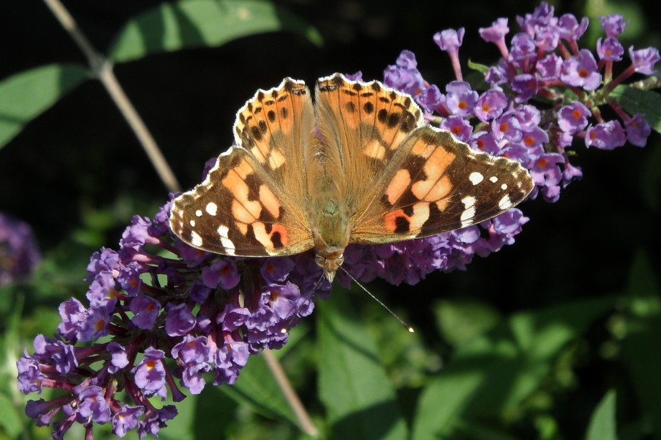 Vanessa cardui - bogáncslepke