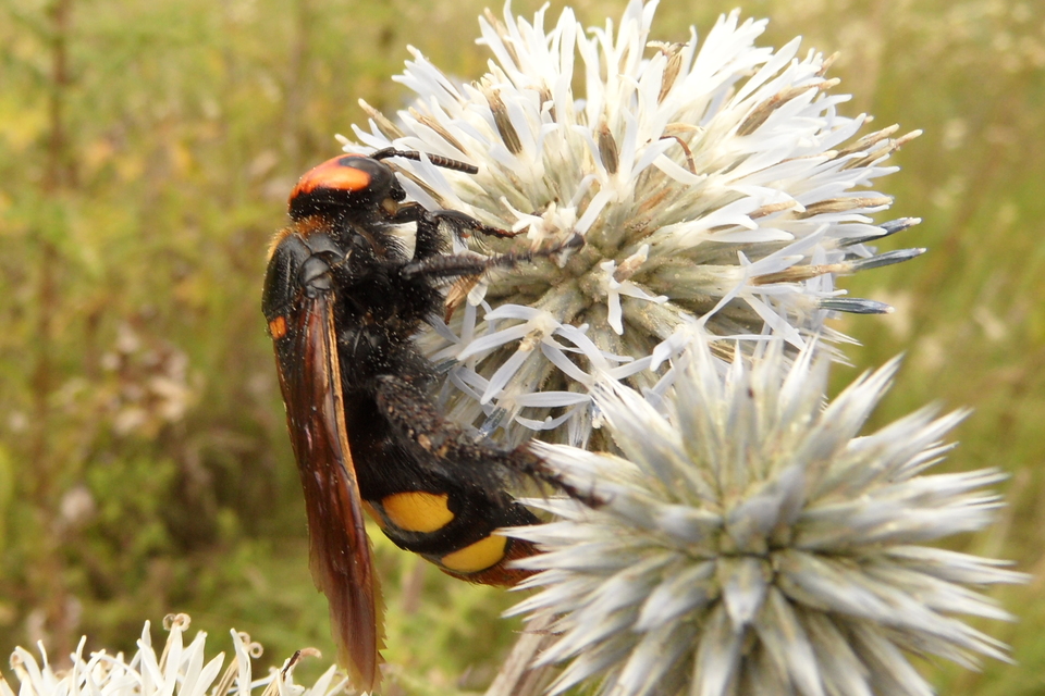Megascolia maculata - óriás-tőrösdarázs