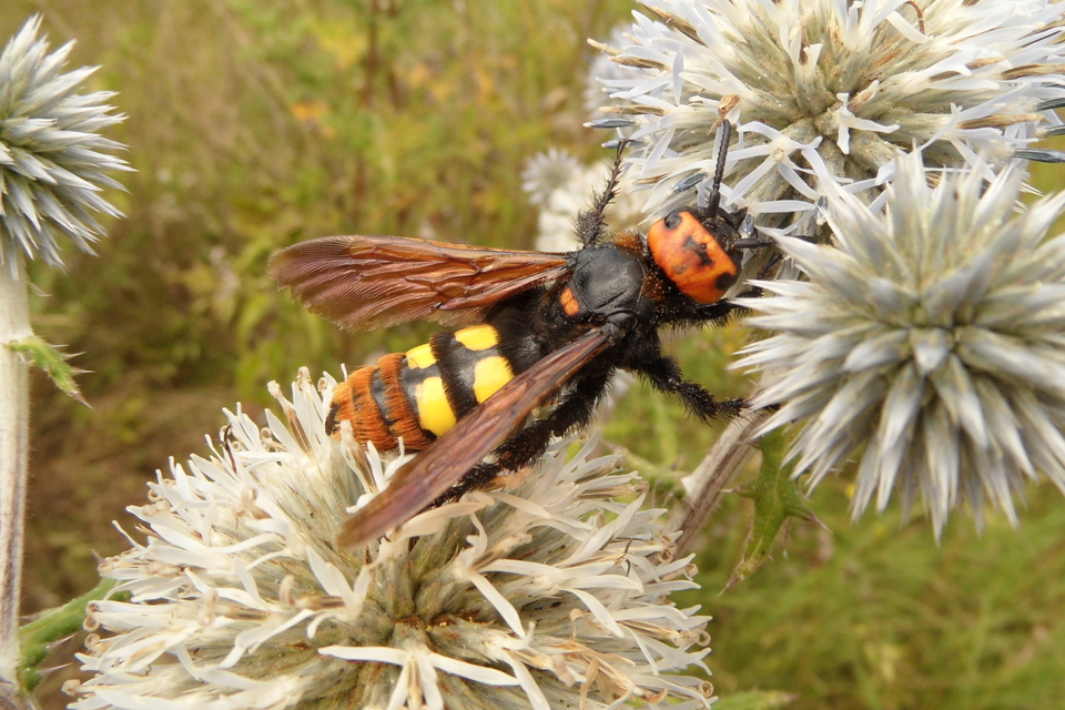 Megascolia maculata - óriás-tőrösdarázs