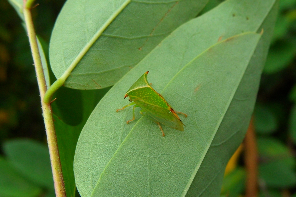 Stictocephala bisonia - bivalykabóca