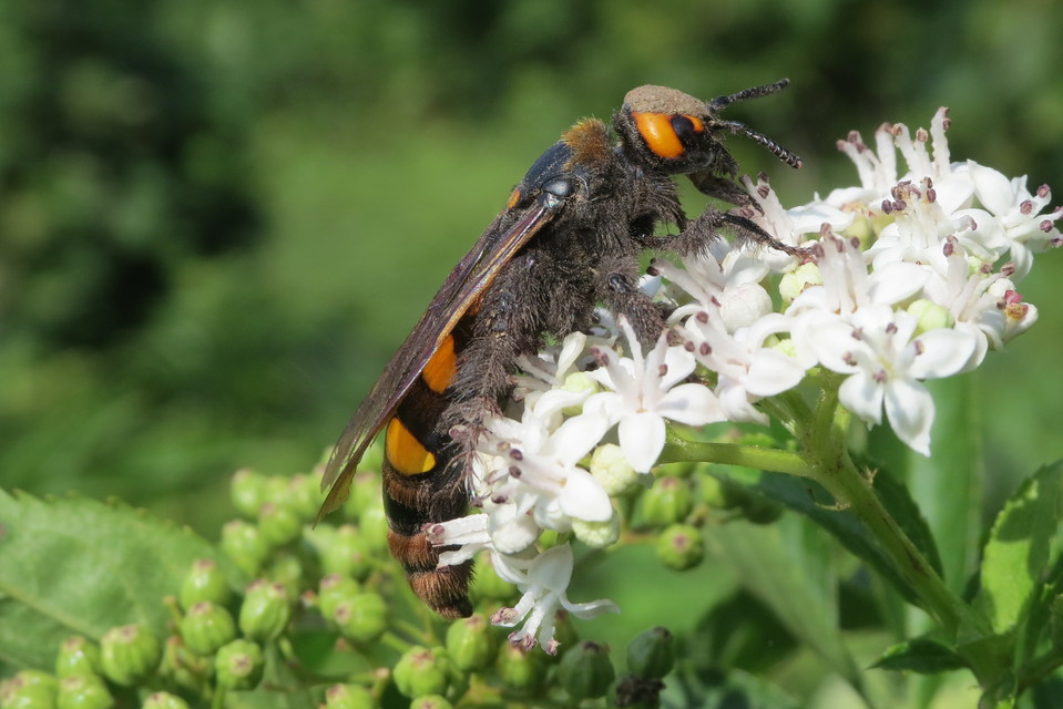 Megascolia maculata - óriás-tőrösdarázs