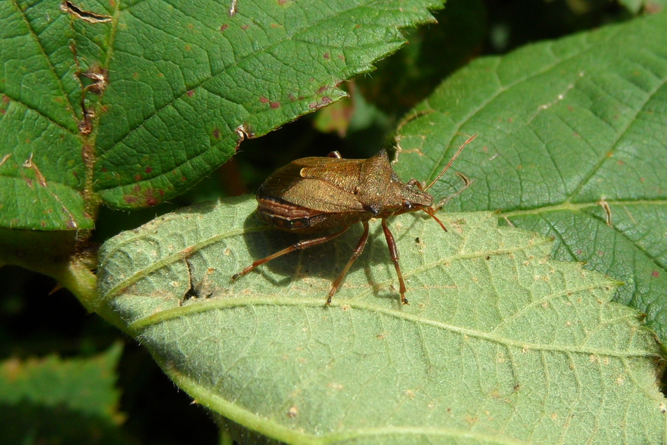 Picromerus bidens - tüskés címerespoloska Picromerus bidens - tüskés címerespoloska