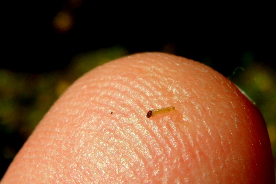 Cydalima perspectalis - puszpáng-tűzmoly