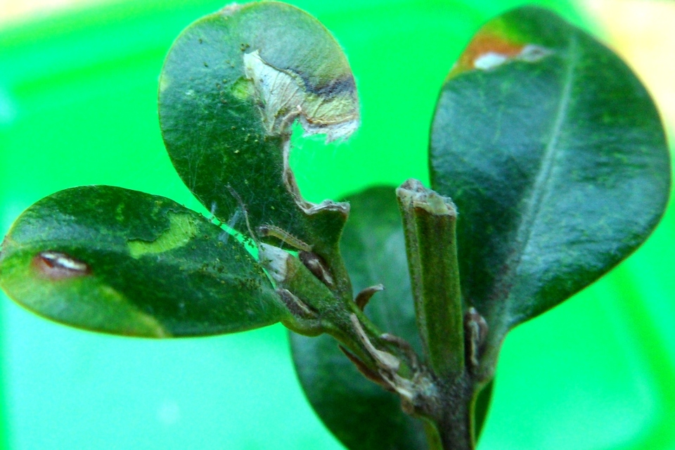 Cydalima perspectalis - puszpáng-tűzmoly