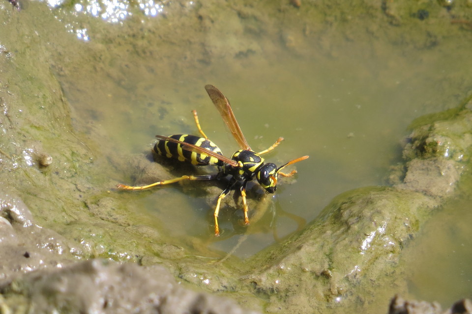 Polistes dominulus - déli papírdarázs