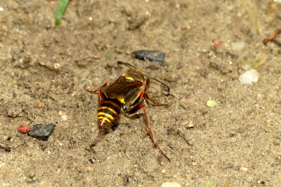 Sceliphron curvatum - barnalábú lopódarázs