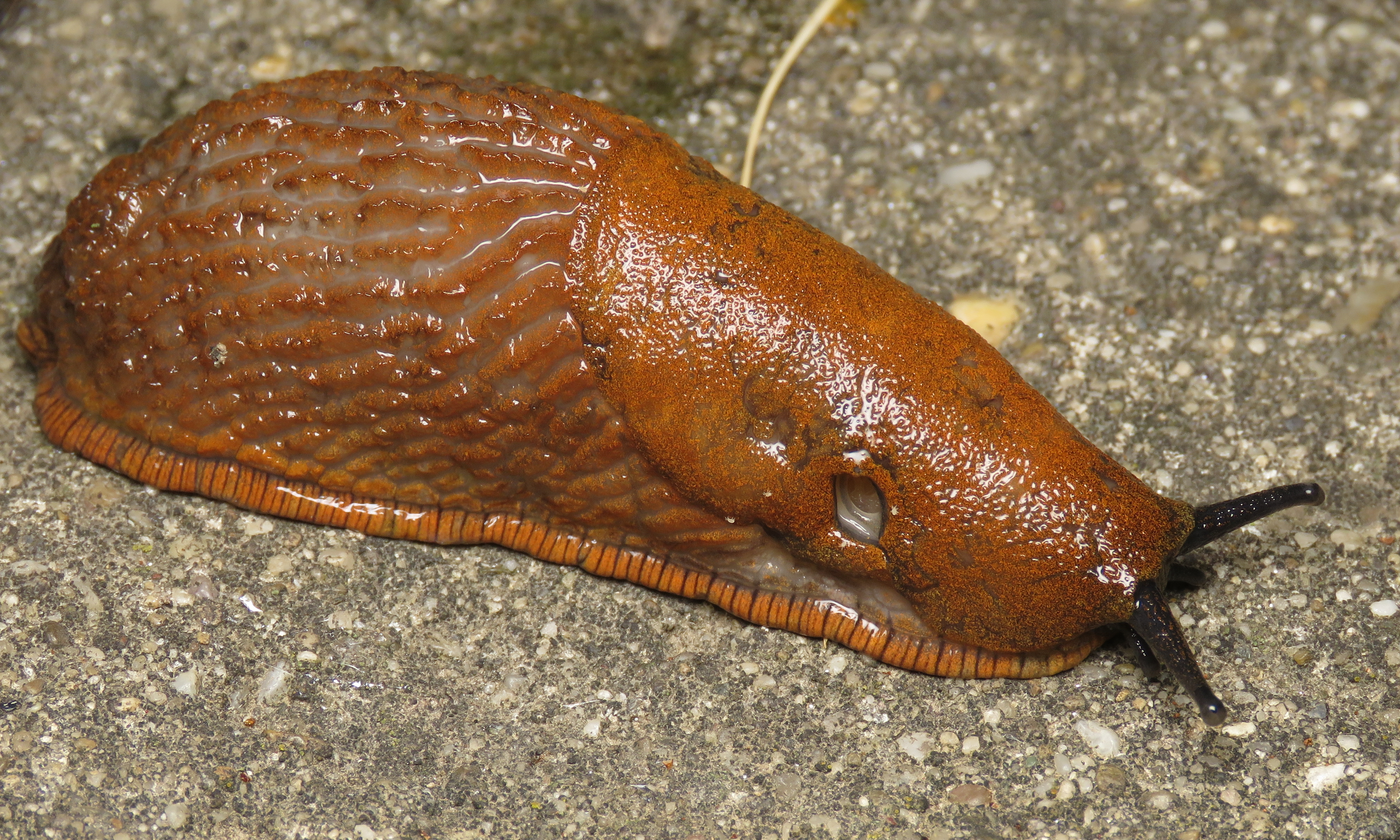 Riccardoella oudemansi