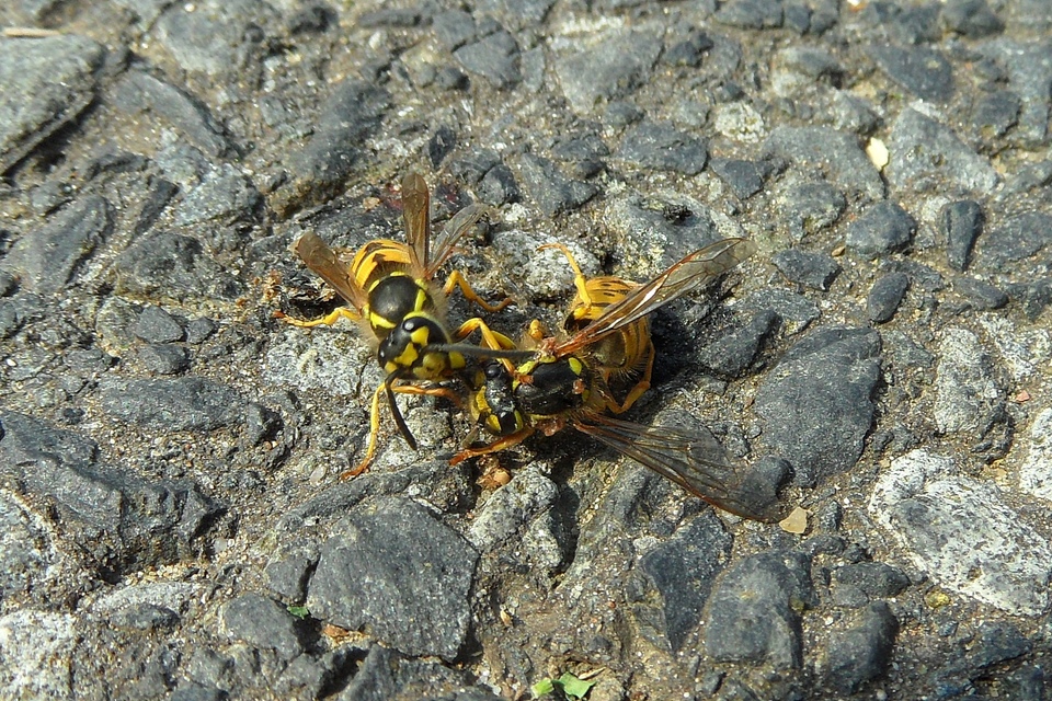 Vespula germanica - német darázs