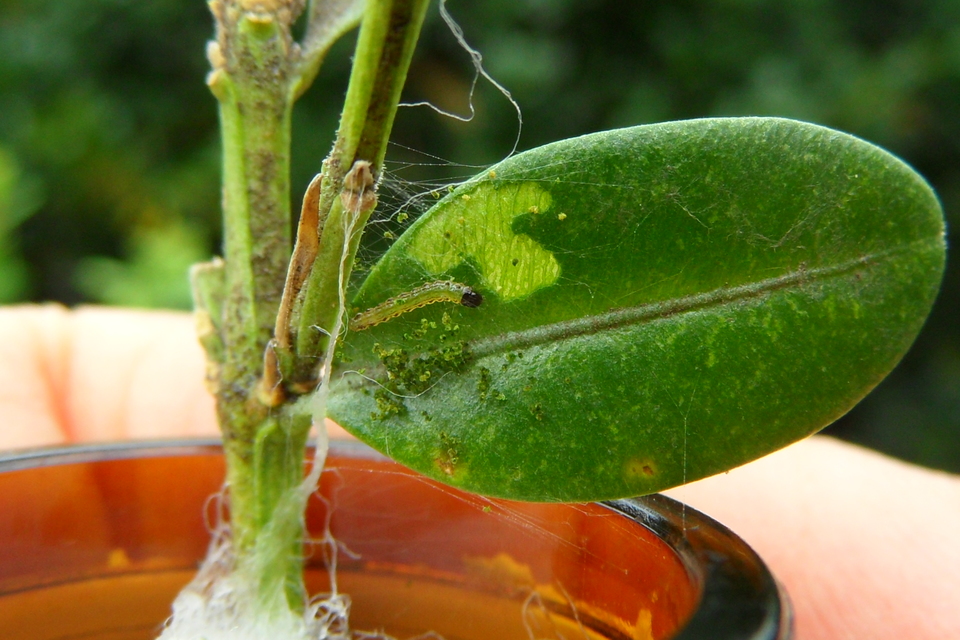 Cydalima perspectalis - puszpáng-tűzmoly
