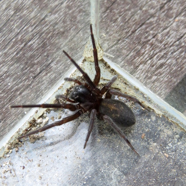 Amaurobius ferox - nagy eretnekpók
