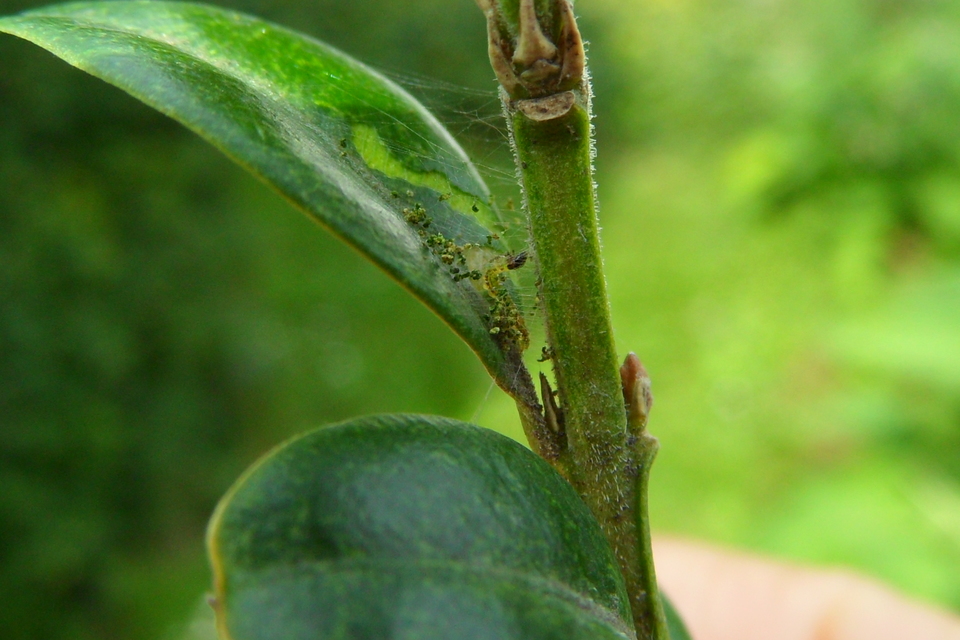 Cydalima perspectalis - puszpáng-tűzmoly