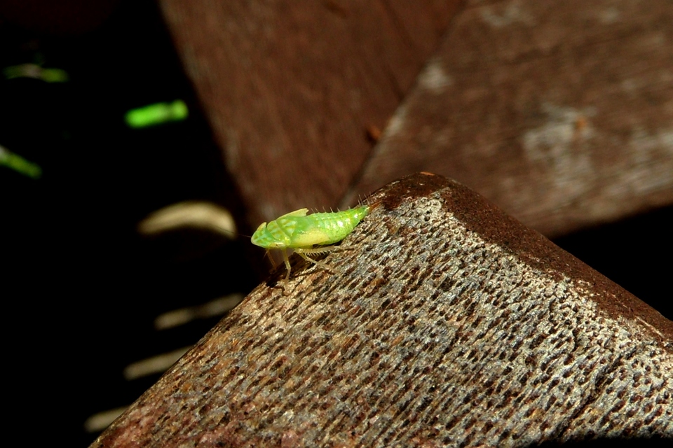 Fieberiella florii
