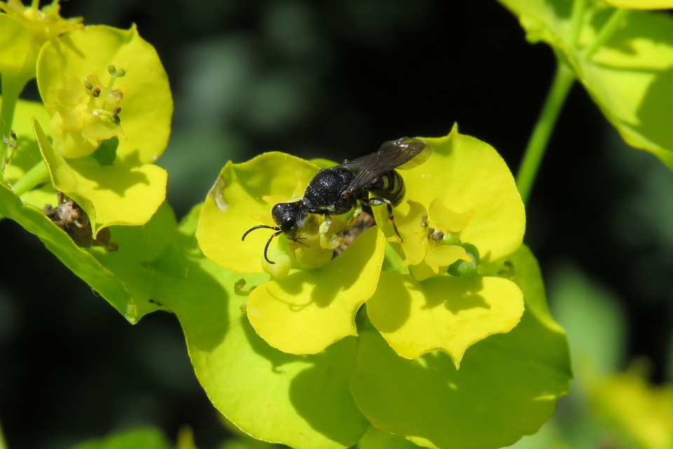 Lestica clypeata - közönséges szitásdarázs