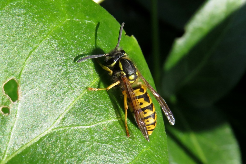 Vespula germanica - német darázs