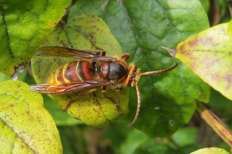 Vespa crabro - lódarázs