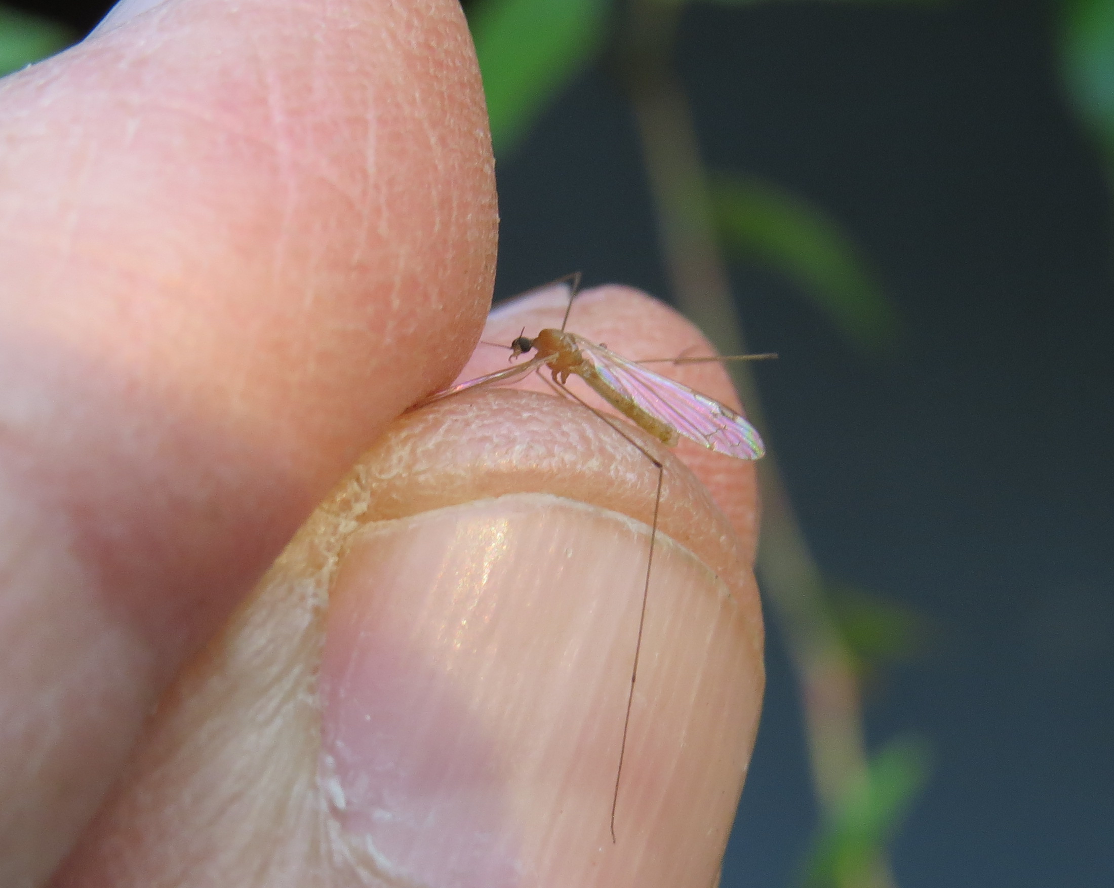 Dicranomyia modesta - szőke iszapszúnyog