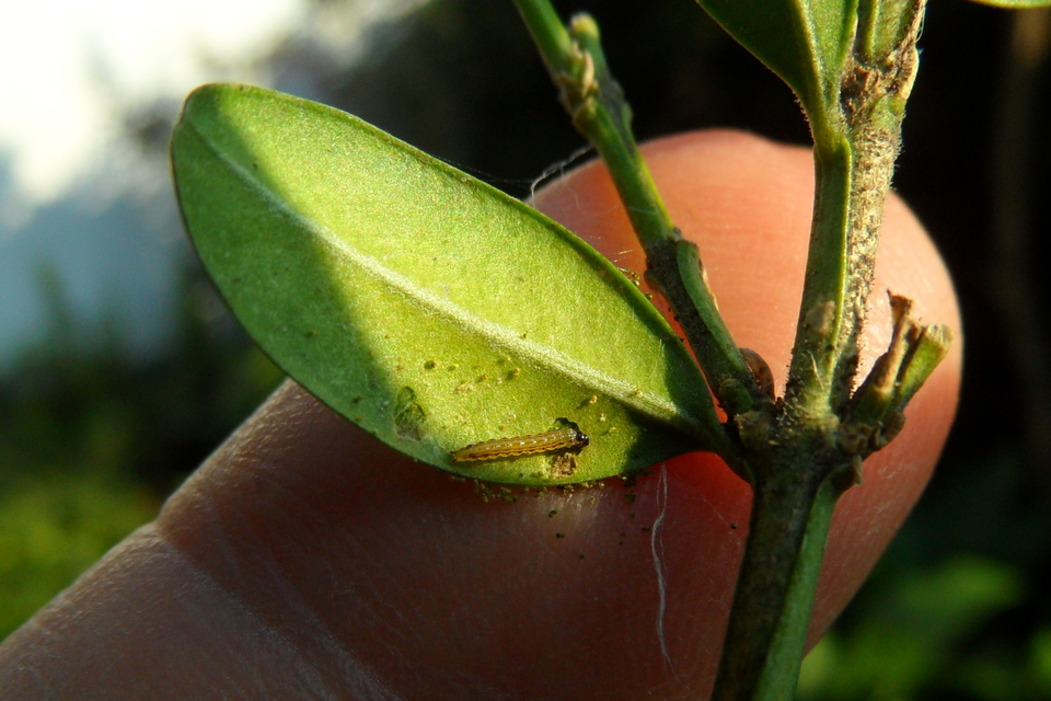 Cydalima perspectalis - puszpáng-tűzmoly