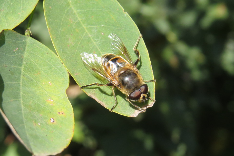Eristalis tenax - közönséges herelégy
