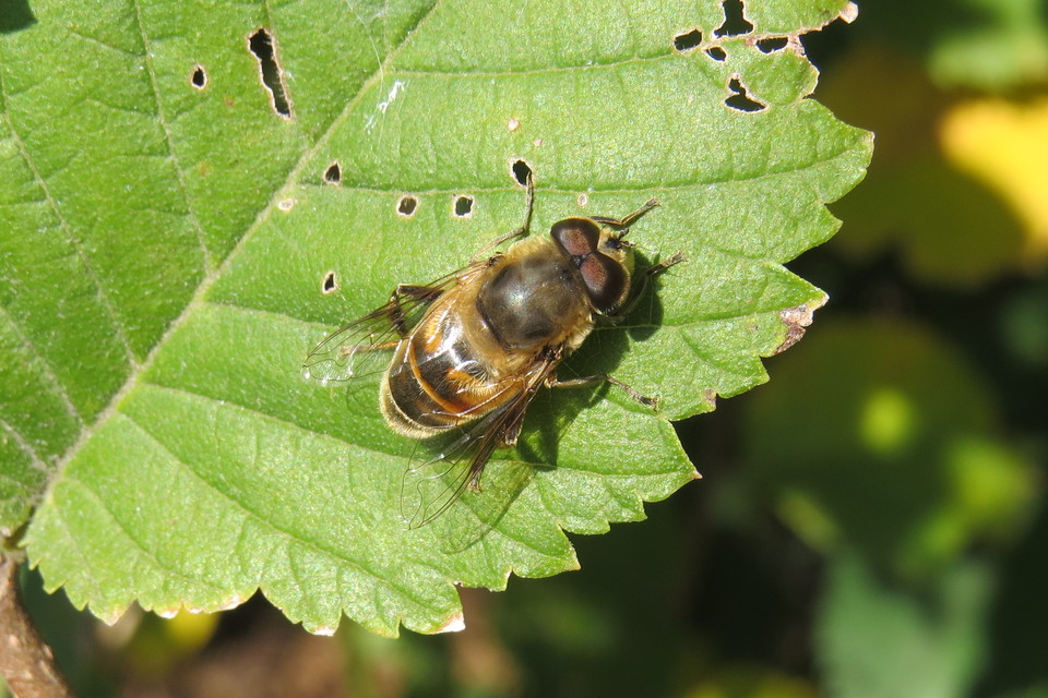Eristalis tenax - közönséges herelégy