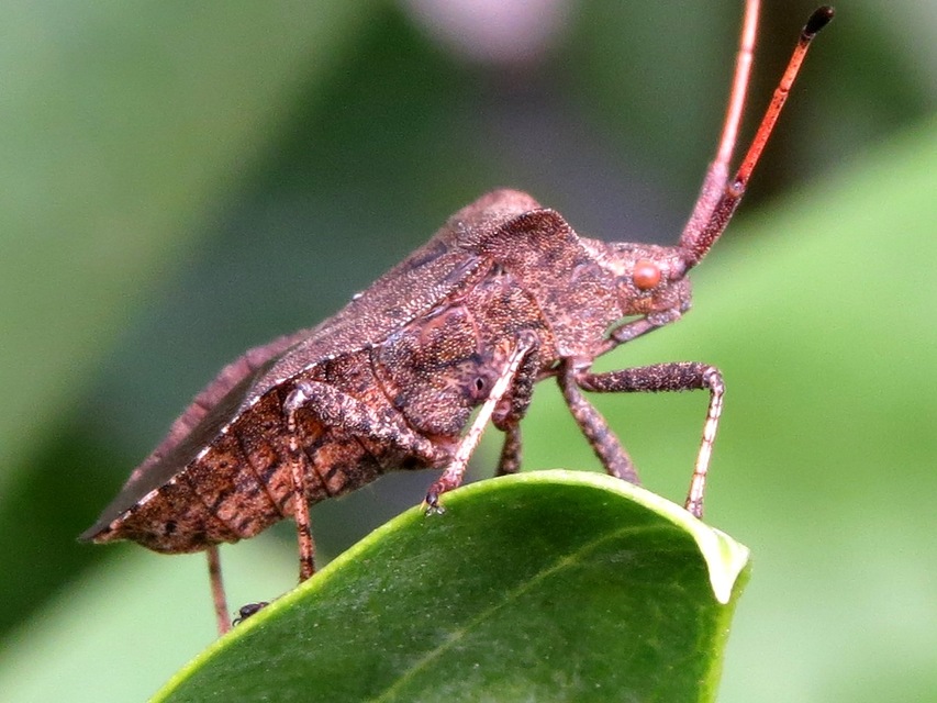 Coreus marginatus - közönséges karimáspoloska
