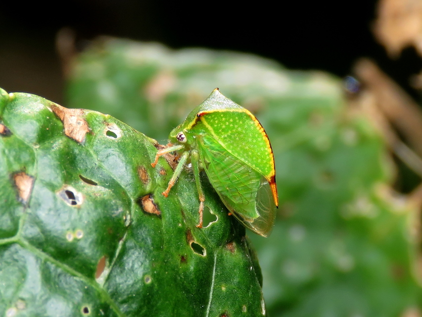 Stictocephala bisonia - bivalykabóca