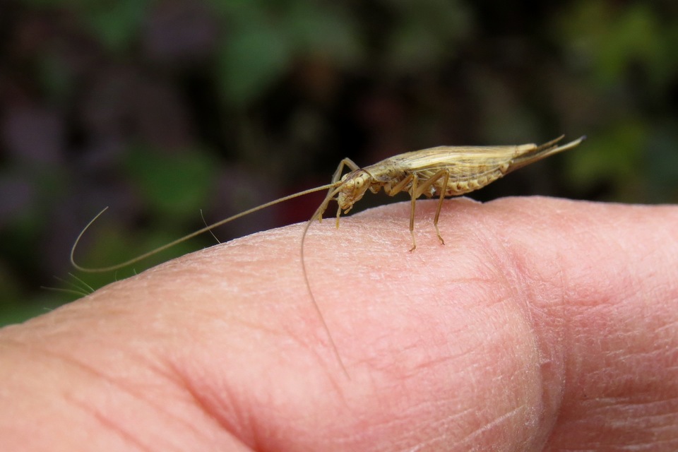 Oecanthus pellucens - pirregőtücsök